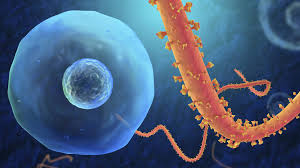 •five species of ebola virus have been identified. Trends In Ebola Virus Research