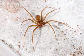 Duas aranhas, duas aranhas duas aranhas, duas aranhas vem cá mulher deixa de manha minha cobra quer comer sua aranha. Aranha Marrom Cuidados Mesmo Nos Meses Mais Frios Do Ano Syngenta Ppm