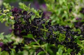 Image result for Angelonia