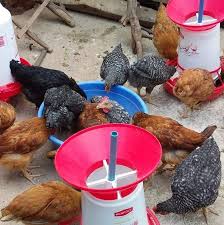 Weyumbakhe Community BASED Organization - Busia