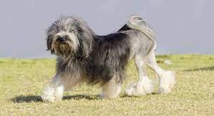 Most likely in germany as the name löwchen means little lion in german. Lowchen Is The Little Lion Dog Right For You