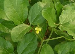 Image result for Vigna membranacea