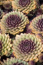 Check spelling or type a new query. 900 Garden Flowers Ideas In 2021 Hosta Ozelenennya Podvir Ya Astilba