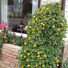 Image result for Thunbergia serpens
