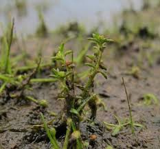 Image result for Crassula granvikii