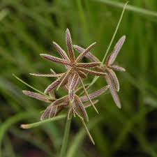 Image result for Pycreus flavidus