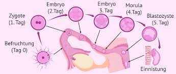 Dritte Schwangerschaftswoche Befruchtung Und Entwicklung Des Embryos