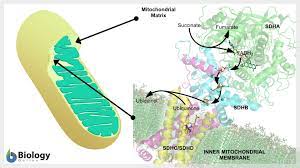 We did not find results for: Coenzyme Definition And Examples Biology Online Dictionary