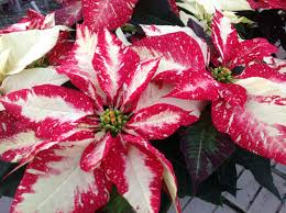 Poinsettia Jingle Bell Rock Poinsettia Plant Christmas Plants Poinsettia