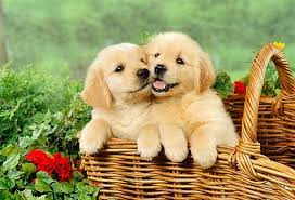 But the thing is, it doesn't matter how well behaved your dog is. 10 Tips To Care For Golden Retriever Puppy