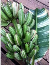 Mar 6, 2020 at 10:00 pm. Musa Aeae Plant Musa Aeae Florida Strain Banana Plant Plants Banana Plants Vegetable Greenhouse