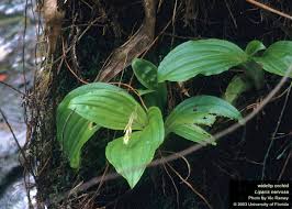 Image result for Liparis nervosa