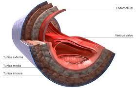 Pin On The Cardiovascular System