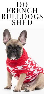 Most people who love french bulldogs love all french bulldogs. Do French Bulldogs Shed Will Your New Pup Make A Mess