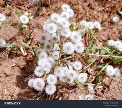 Image result for Pseudoconyza viscosa