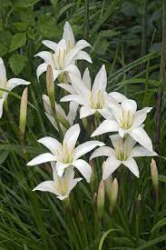 Maybe you would like to learn more about one of these? Atamasco Lily Zephyranthes Atamasca Flowers Stock Image C048 6971 Science Photo Library