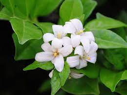 Pin On Jasmine Flower