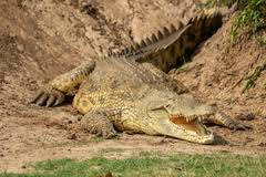 Image result for Orthochilus walleri