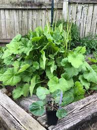 Image result for heuchera americana