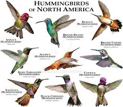Hummingbirds Of North America By Rogerdhall On Deviantart