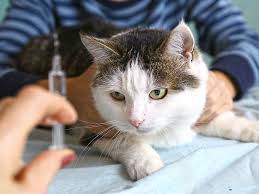 Diabetes may affect more than 2% of all cats, and the causes are not fully known. Best Diabetic Cat Food The Daily Cat