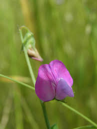 Image result for Lathyrus hirsutus