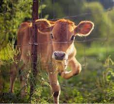 Dairy Farm Calf Life On The Farm Animals Cute Cows Baby Cows
