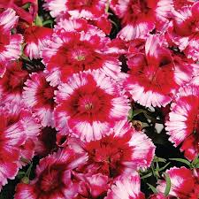 Image result for Dianthus micropetalus