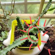 Image result for Huernia levyi