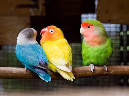 Lovebirds Types Care As Pet Lifespan Pictures Singing Wings Aviary Com