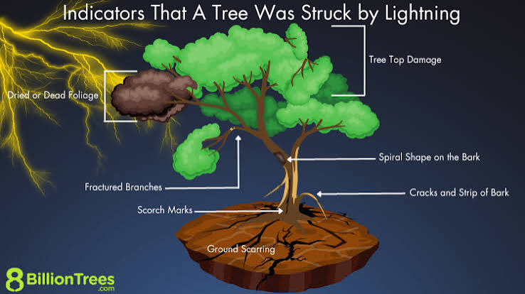 Tree Struck By Lightning? Broken, Damage, How To Save, Limb Removal