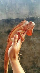 Red Dragon Reptiles Pet Reptiles Iguana