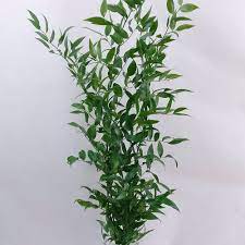 At maturity, ruscus reaches heights of 3 feet (1 m.) or less, and a width of about 2 to 4 feet (0.5 to 1 m.). Ruscus Italian Holland Italian Ruscus Italian Plants
