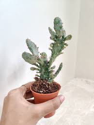 Image result for Opuntia monacantha