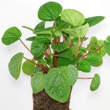 We did not find results for: Radiator Plant Peperomia Albovittata Rana Verde