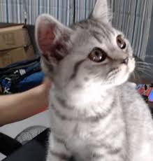 Pin By Skyinureye On Mcyt Memes 3 In 2020 Fur Real Friends Cute Animals Kitty
