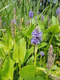 Image result for Monochoria africana