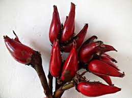 Image result for Aframomum angustifolium