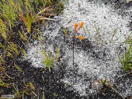 Image result for Tulbaghia alliacea