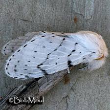 Image result for Artabotrys likimensis