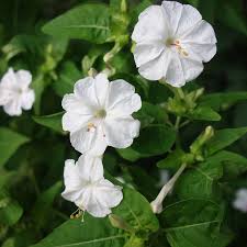 Image result for Mirabilis jalapa