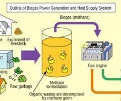 Biomass Flashcards Quizlet