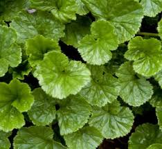 Image result for Gunnera perpensa