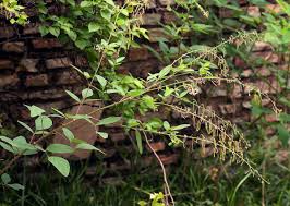 Image result for Desmodium tortuosum