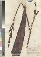 Image result for Aloe christianii