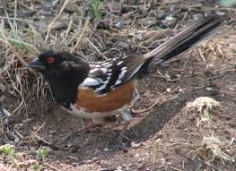 Birds Of The Southwestern Desert Towhee Bird Nm By David Leahy Beautiful Birds Wild Birds Birds