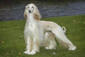 Read here about hypoallergenic dogs for more information. Dogs That Are Hypoallergenic Best Breeds For Allergies From Dogs