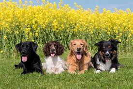 Zobacz już teraz w cda premium! Cztery Psy Trawa Labrador Retriever Springer Spaniel Angielski Golden Retriever Border Collie Dogs Animals Dog Photos