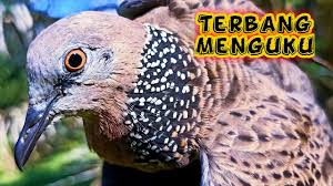 Check spelling or type a new query. Mikat Tekukur Di Batu Bara By Terkukur Mania