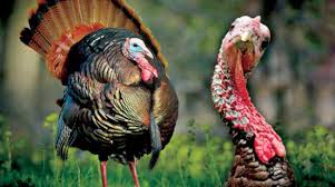 قصة تسمية «الديوك الرومية» بهذا الاسم... لغز قديم